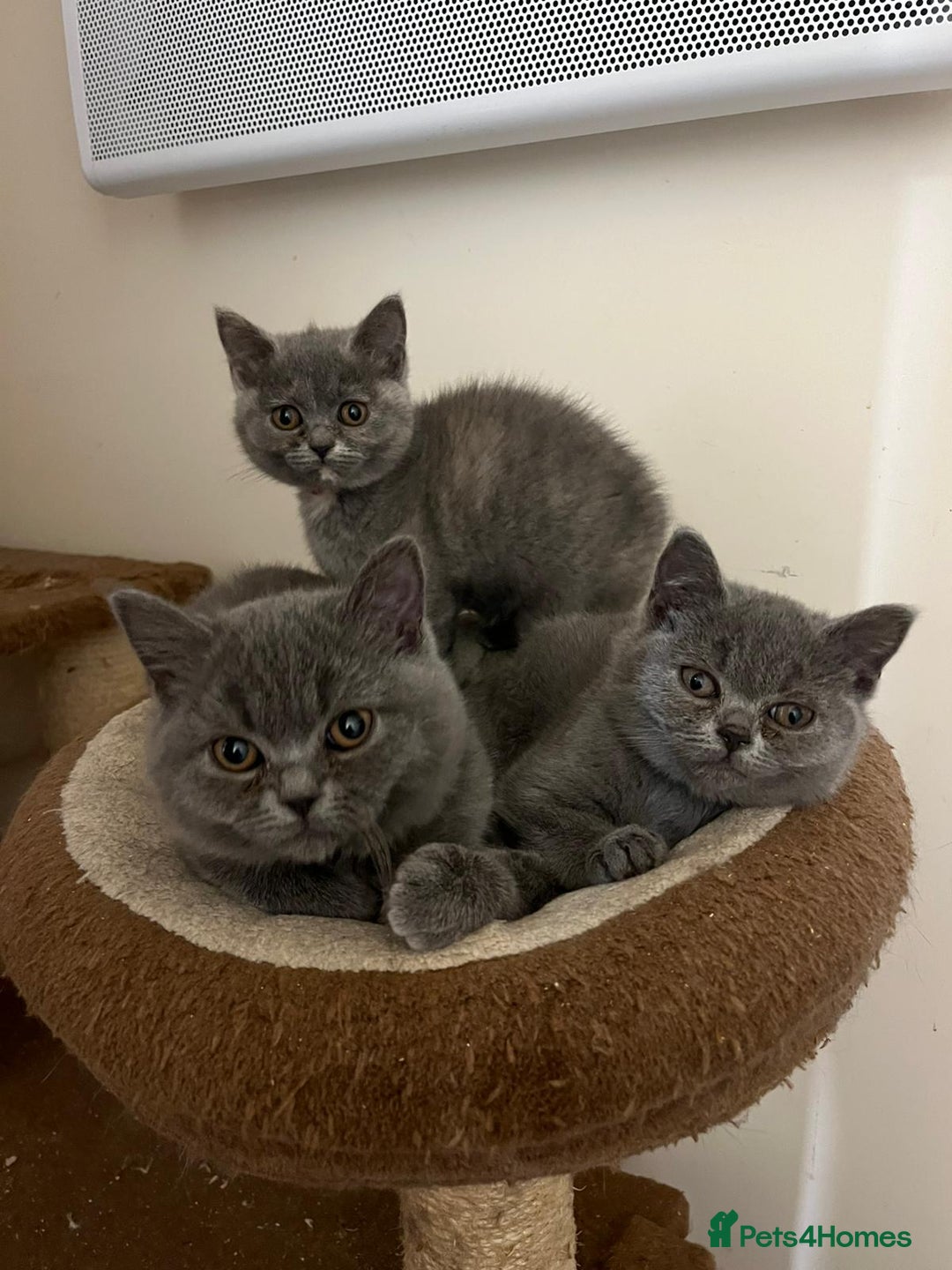 British Shorthair cats for sale: 3 BSH female kittens remaining-  ready now.  - Image 14