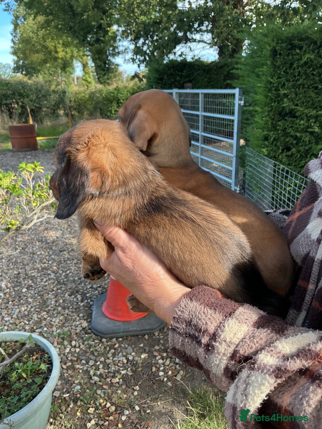 Dachshund dogs for sale: Dachshunds pure bred puppies for sale - Image 10