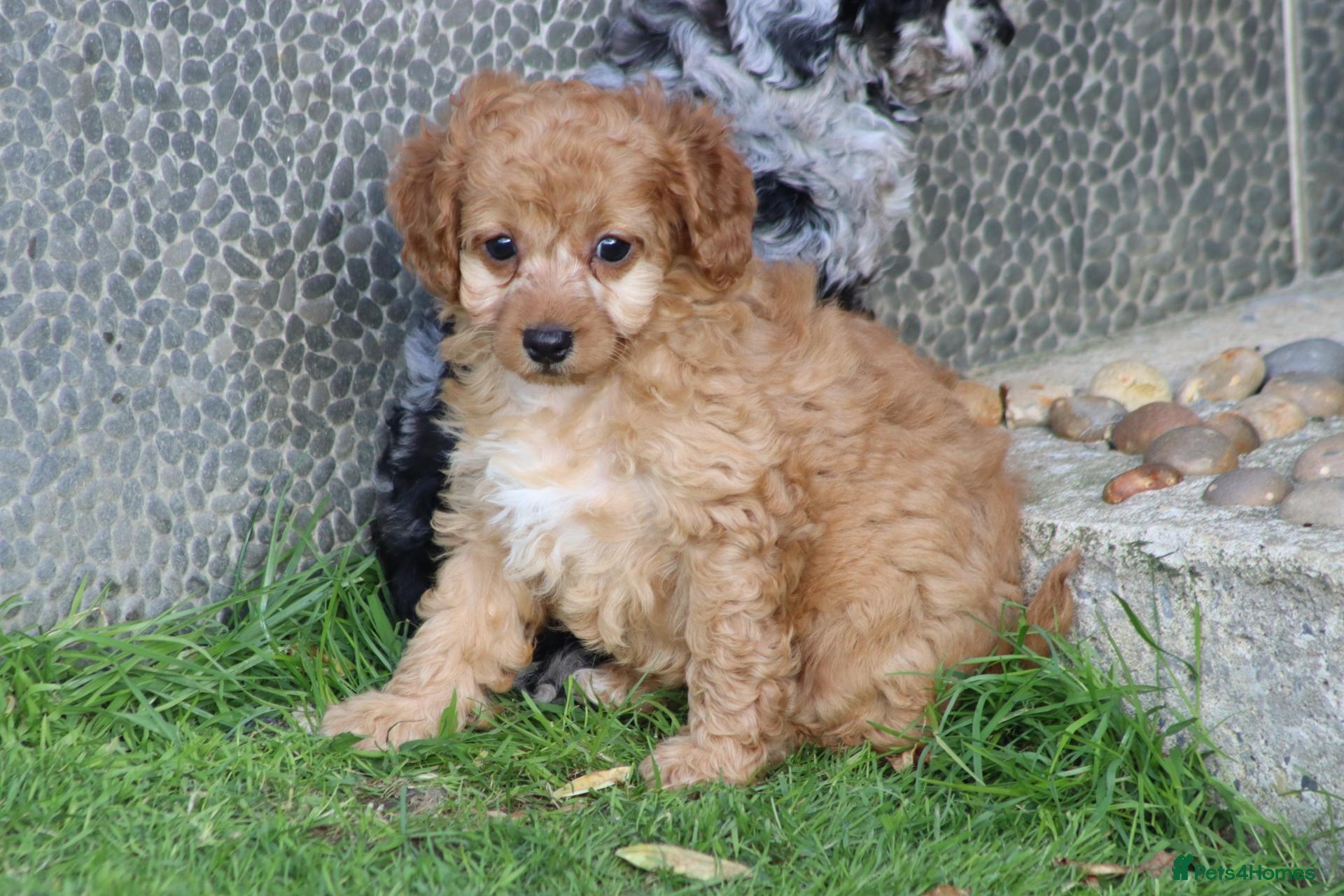 Cockapoo dogs Beautiful Cockapoo puppies for sale  - Advert 2