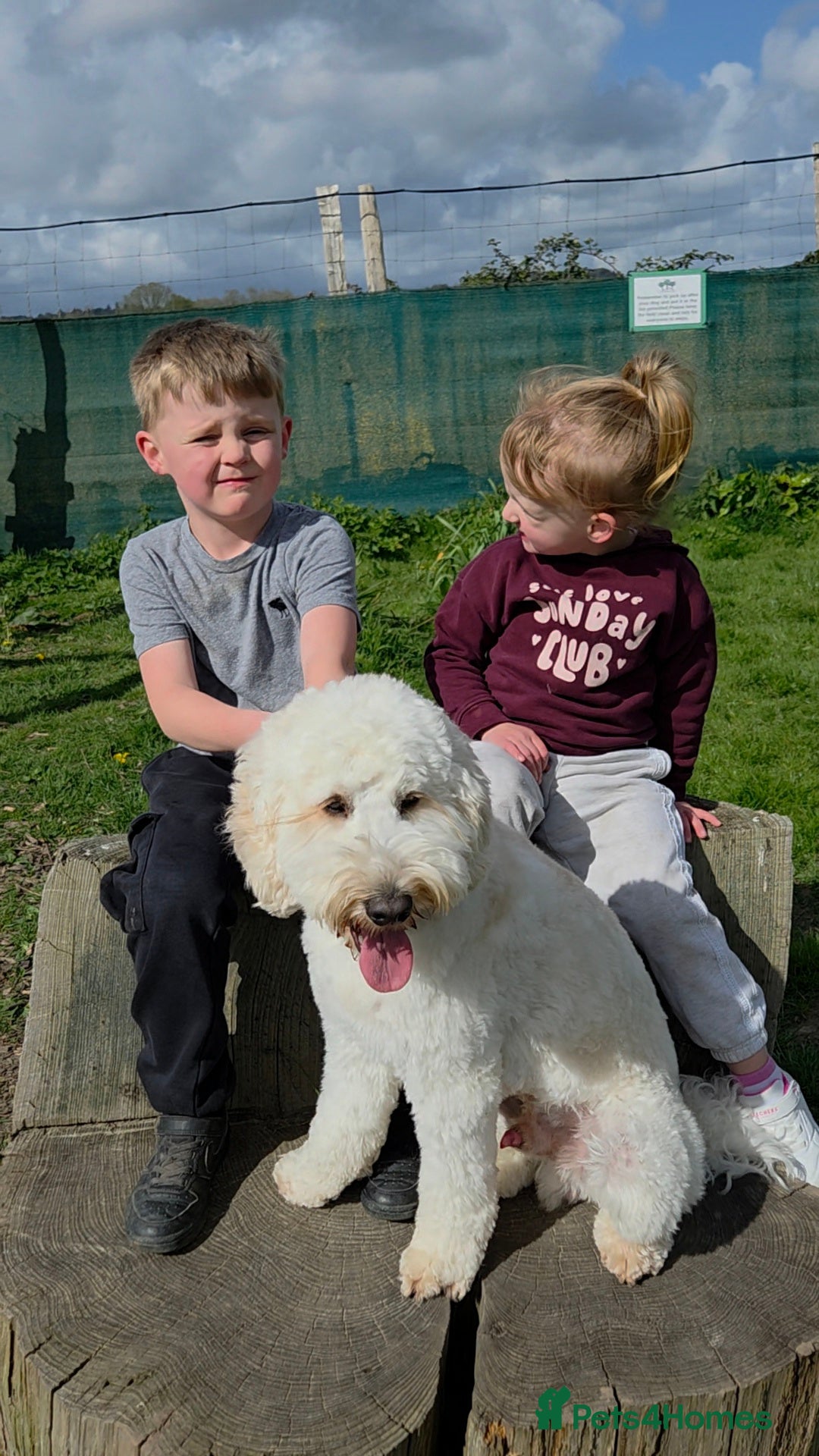 Labradoodle dogs Available for stud - Advert 1