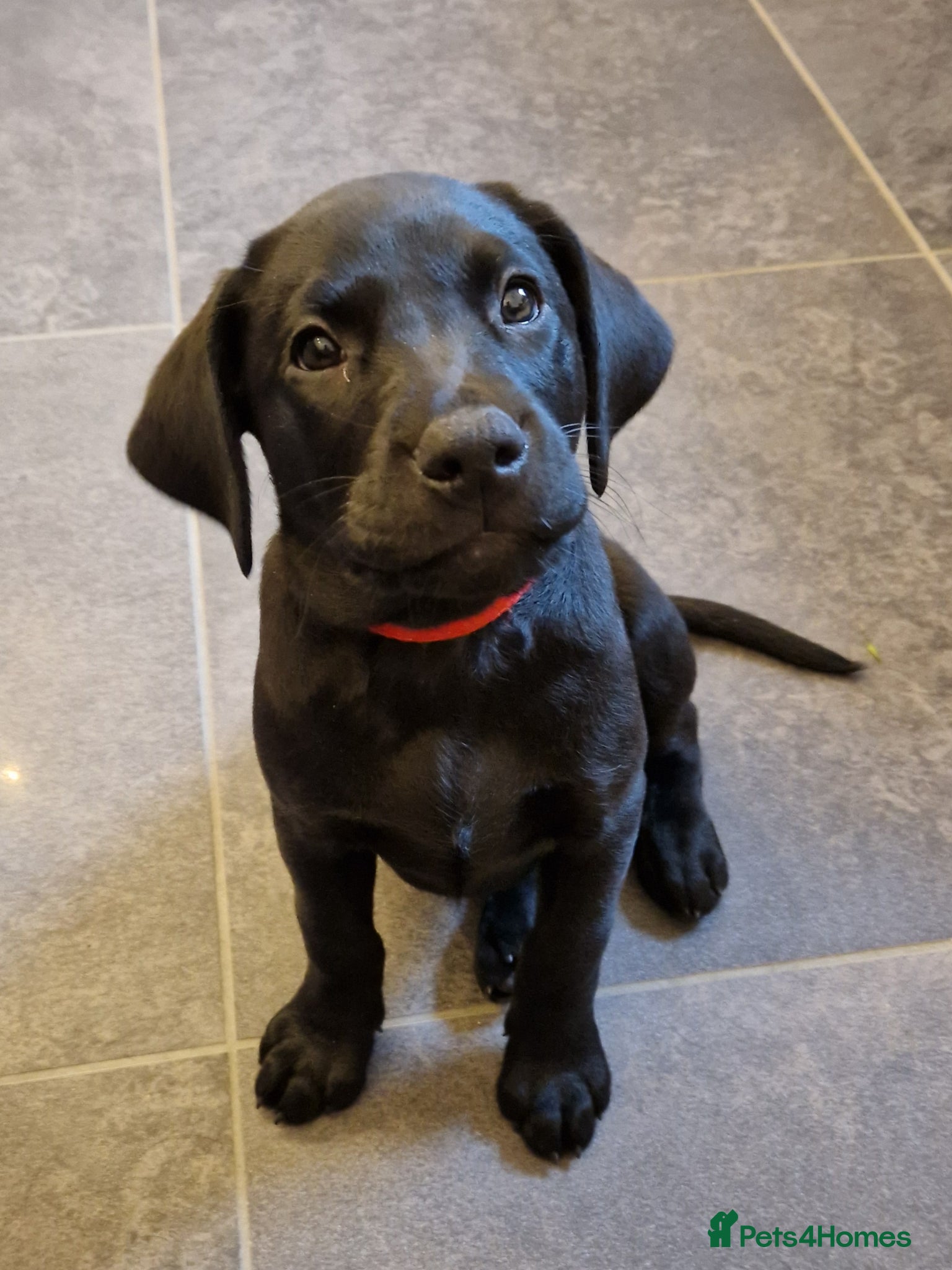 Labrador Retriever dogs *LAST MALE-READY NOW* Labrador Puppies - Advert 2