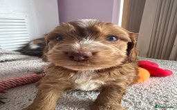 Cockapoo dogs for sale: Stunning show type cockapoo puppies  - Image 12