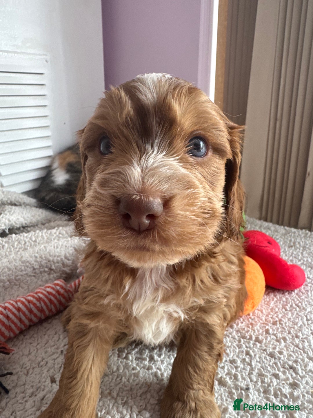 Cockapoo dogs for sale: Stunning show type cockapoo puppies  - Image 12