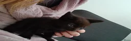 Mixed Breed cats for sale: 8 week old kittens ready for new homes  in Leeds - Advert 6
