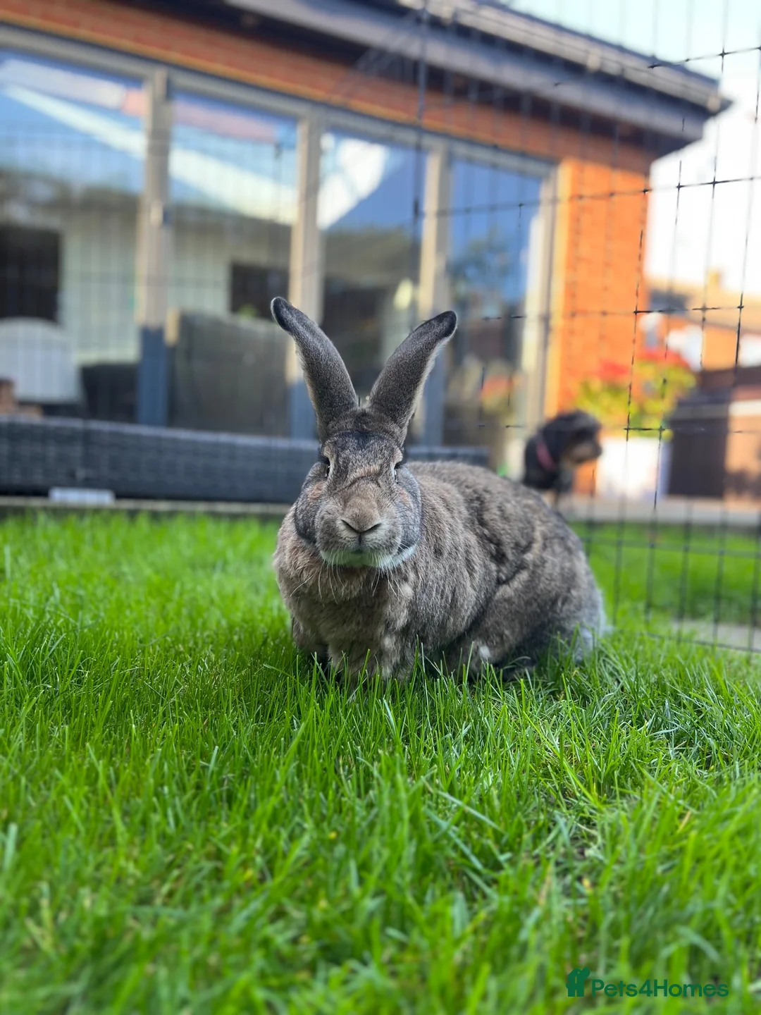 Continental Giant rabbits for sale: Bonded pair of rabbits  in Bedford - Advert 3