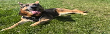 German Shepherd 1