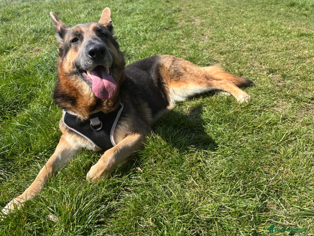 German Shepherd dogs for sale: River  - Advert 2