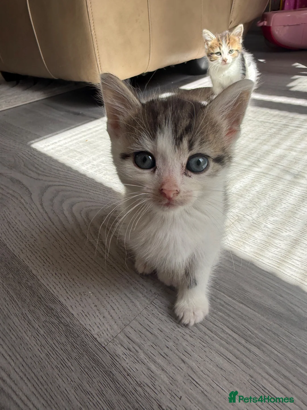 Mixed Breed cats for sale: 6 gorgeous kittens - Advert 14