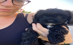 Mixed Breed dogs for sale: Cavapoo puppies - Image 1