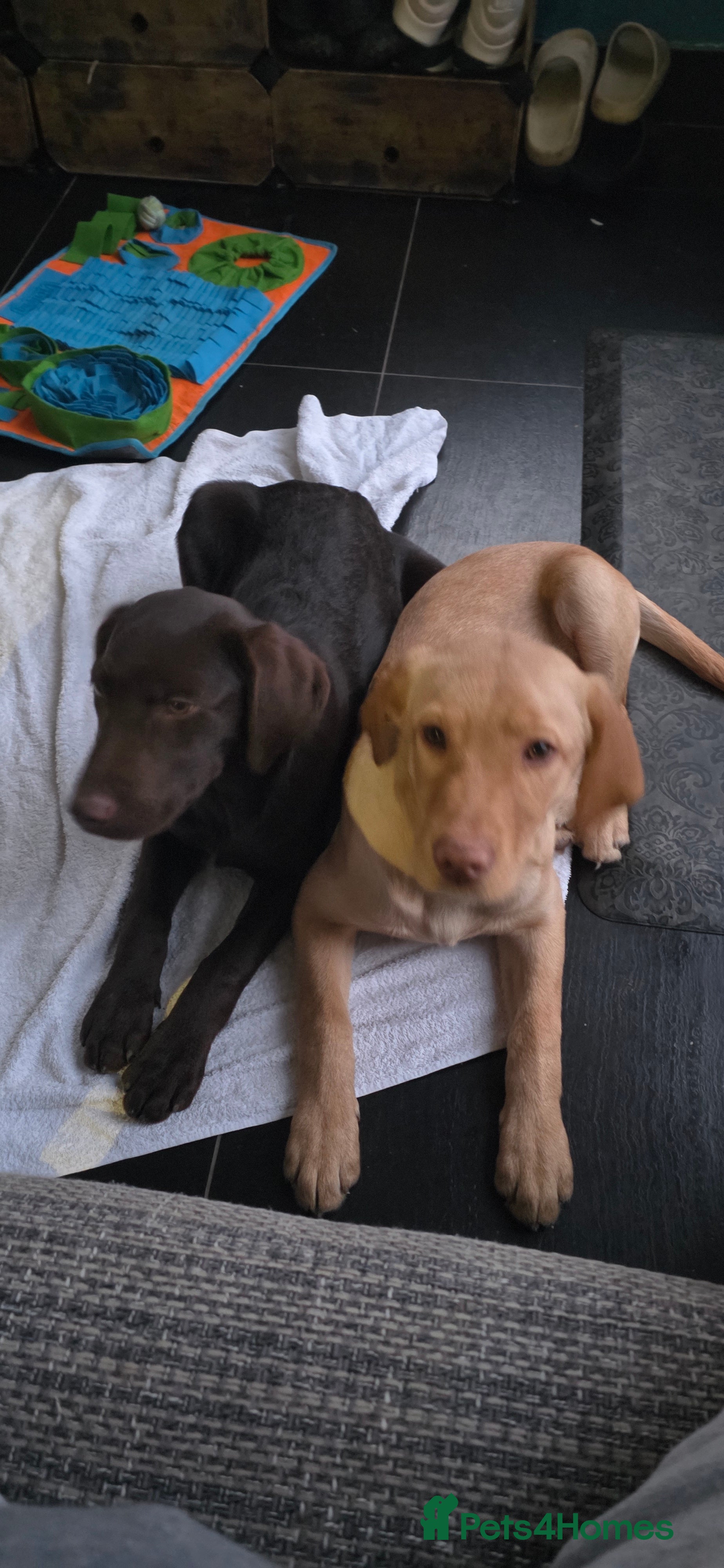 Labrador Retriever dogs 1 chocolate male available 🤎 - Advert 2