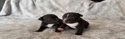 Staffordshire Bull Terrier dogs for sale: Stunning Staffordshire bull terrier puppies in Manchester - Advert 21