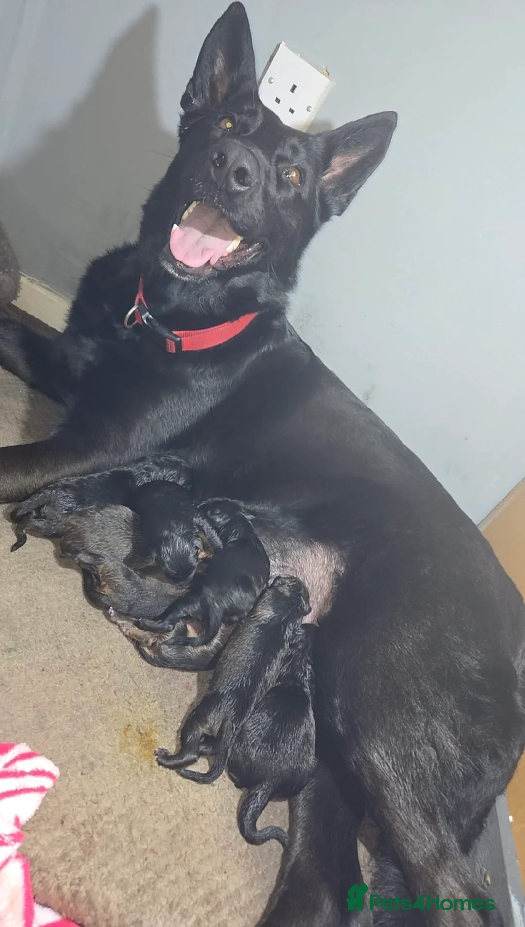 German Shepherd dogs for stud: Simba in Doncaster - Advert 5