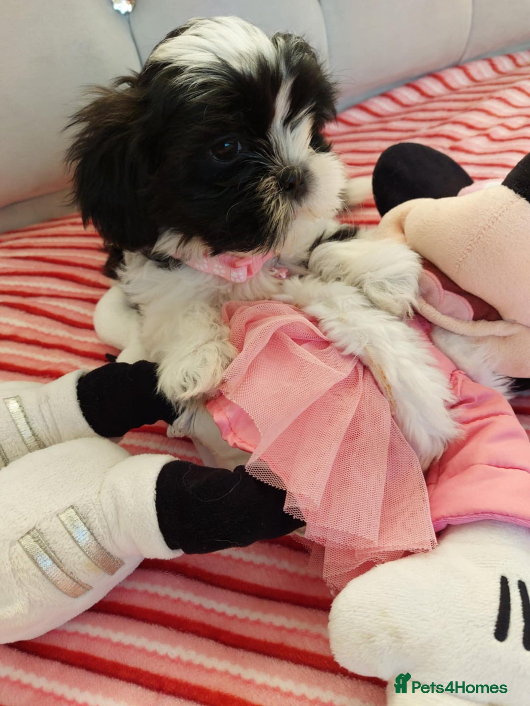 Shih Tzu dogs for sale: 🩷 Beautiful Shitzu Puppies 🩷 - Image 4