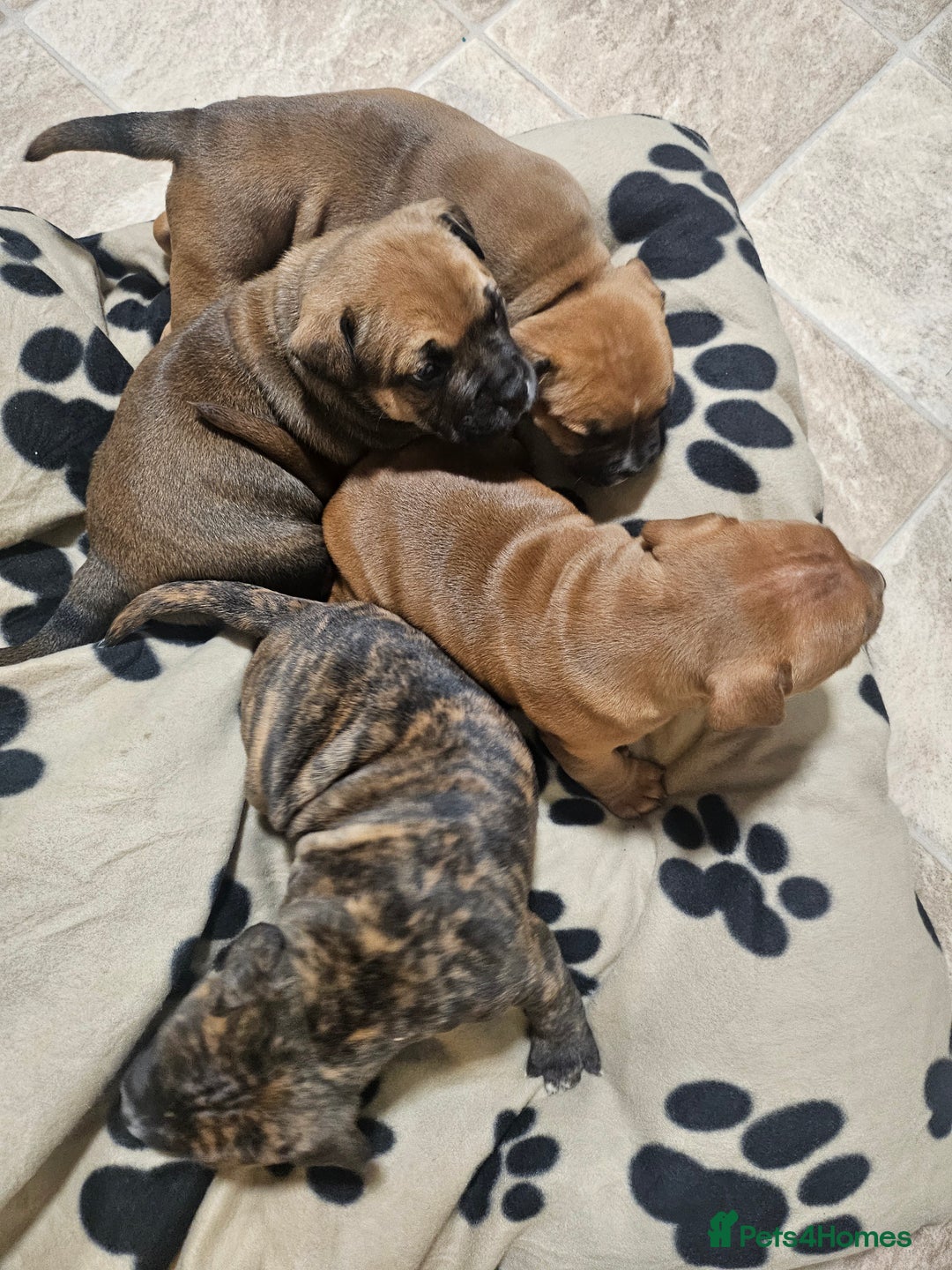 Mixed Breed dogs for sale: Mixed breed puppies - Advert 3