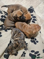 Mixed Breed dogs Mixed breed puppies - Advert 4