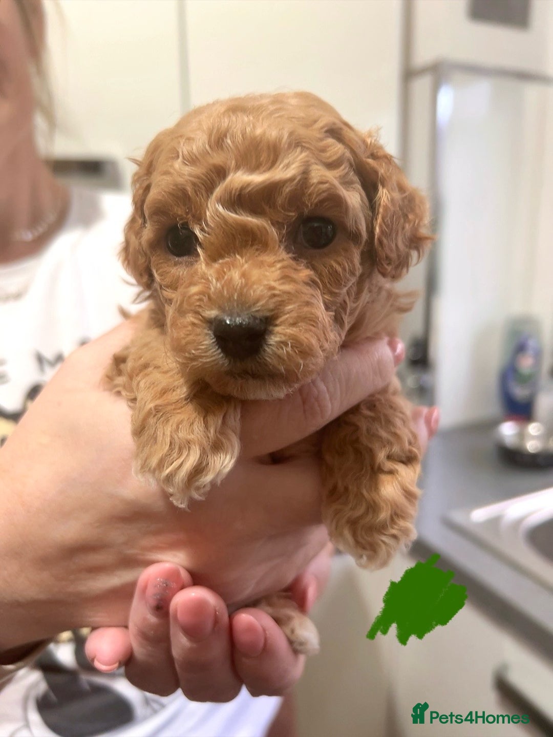 Maltipoo dogs for sale: Red maltipoo puppies - Advert 2