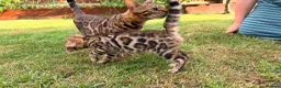 Bengal cats for sale: Bengal kitten GCCF registred  - Advert 5