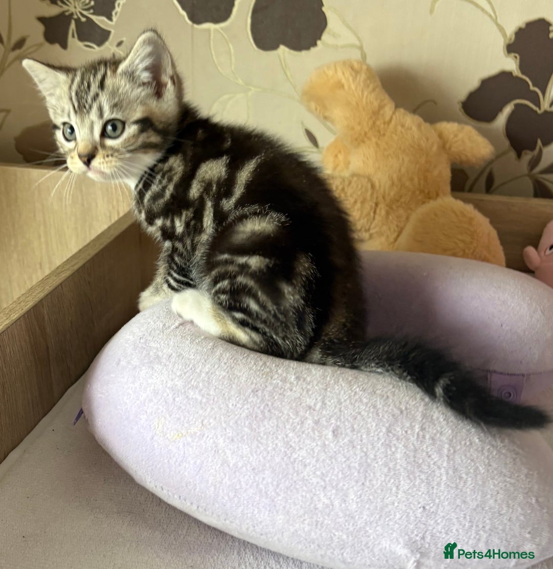 British Shorthair cats for sale: Silver tabby BSH cross - Image 4