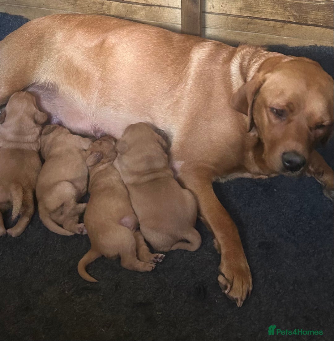 Labrador Retriever dogs for sale: 5 Fox Red Labrador Puppies  - Image 6
