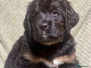 Bernese Mountain Dog dogs Beautiful Bernedoodle babies - Advert 7