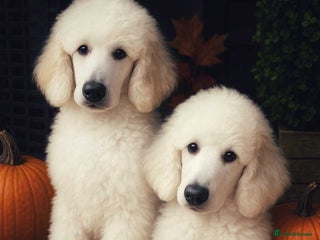 Standard Poodle dogs - Advert 4