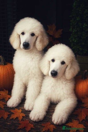 Standard Poodle dogs - Advert 3