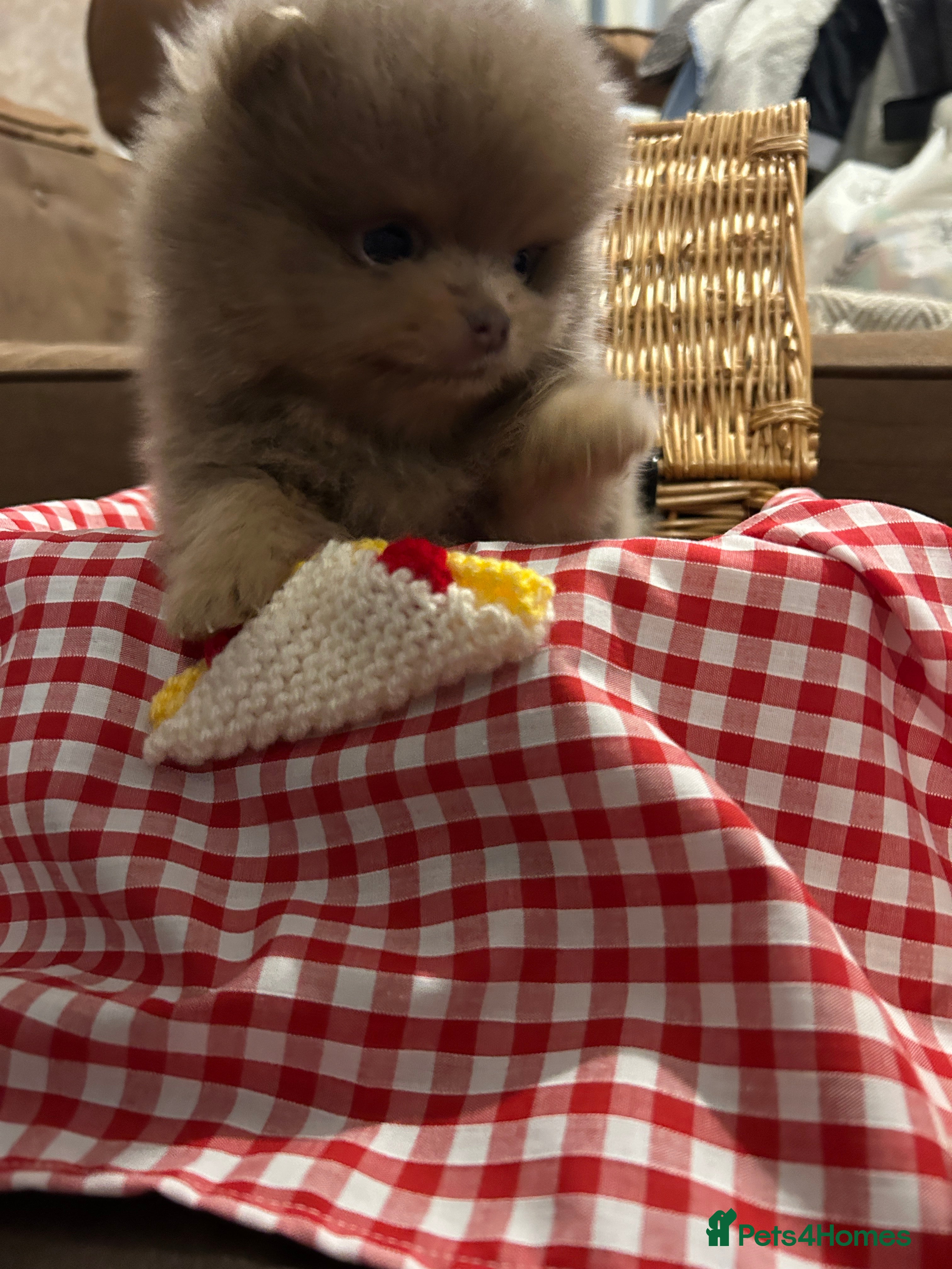 Pomeranian dogs  LAST BEAUTIFUL  LILAC POMERANIAN - Advert 10