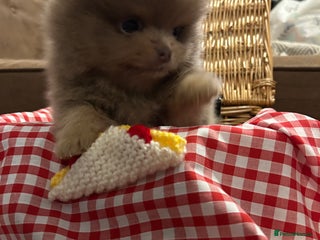 Pomeranian dogs LAST BEAUTIFUL LILAC POMERANIAN - Advert 12