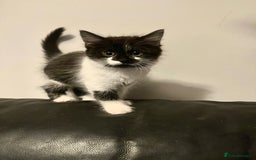 Domestic Shorthair cats for sale: 3 Perfect Black and White Girls Kittens - Image 4