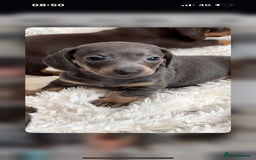 Dachshund dogs for sale: Dachshund pups!! - Image 1