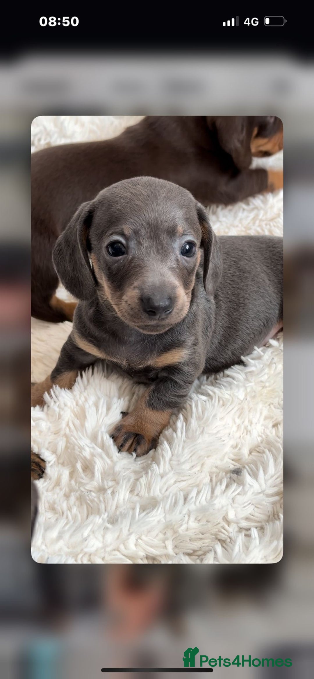 Dachshund dogs for sale: Dachshund pups!! - Image 1
