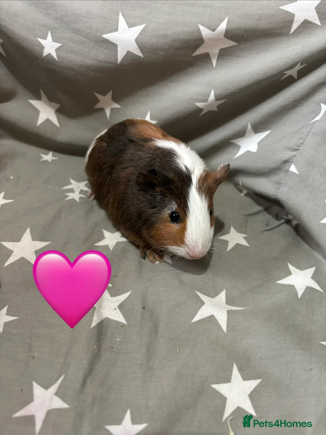 Guinea Pig rodents for sale: Mixed guinea pigs  - Advert 3