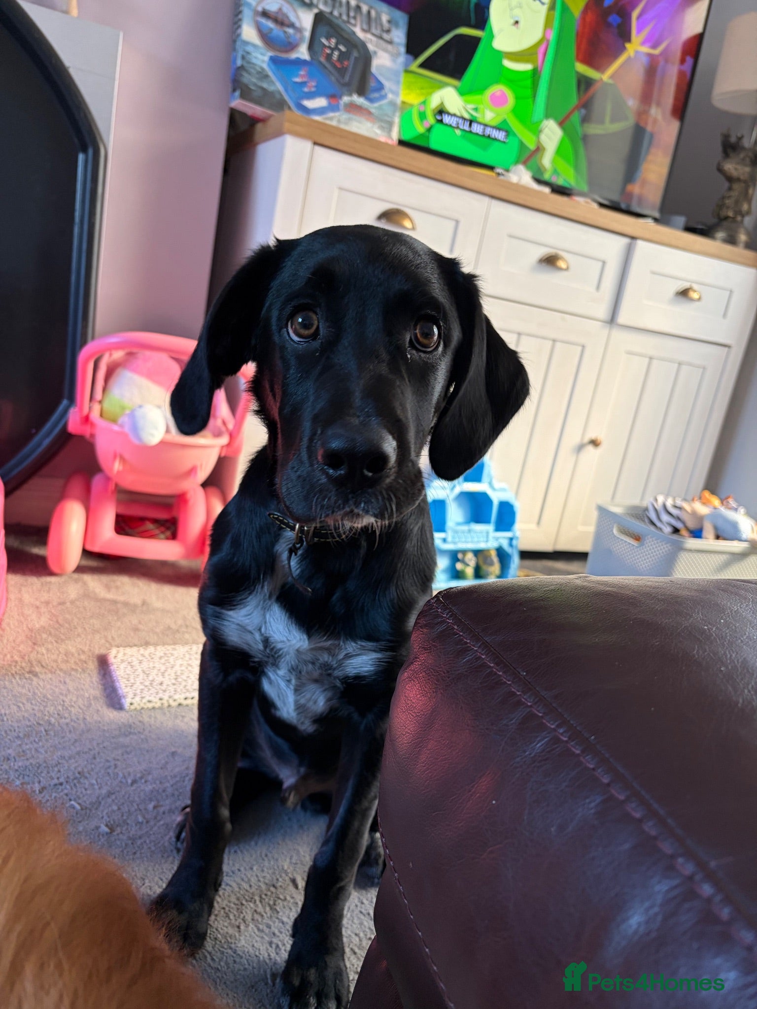 Sprollie dogs 12 week old male spaniel x collie  - Advert 1