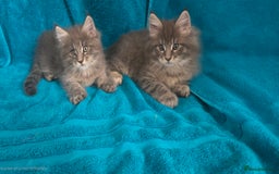 Maine Coon cats for sale: Maine coon kittens ready  - Image 6