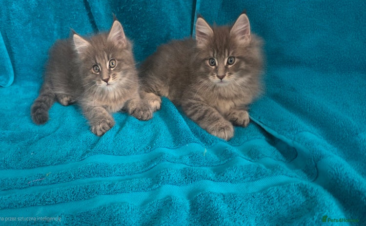 Maine Coon cats - Advert 12