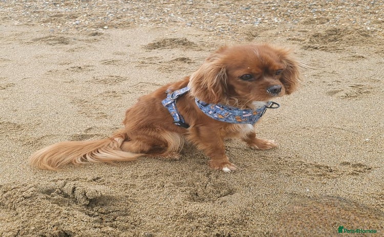 Cavalier King Charles Spaniel dogs - Advert 1