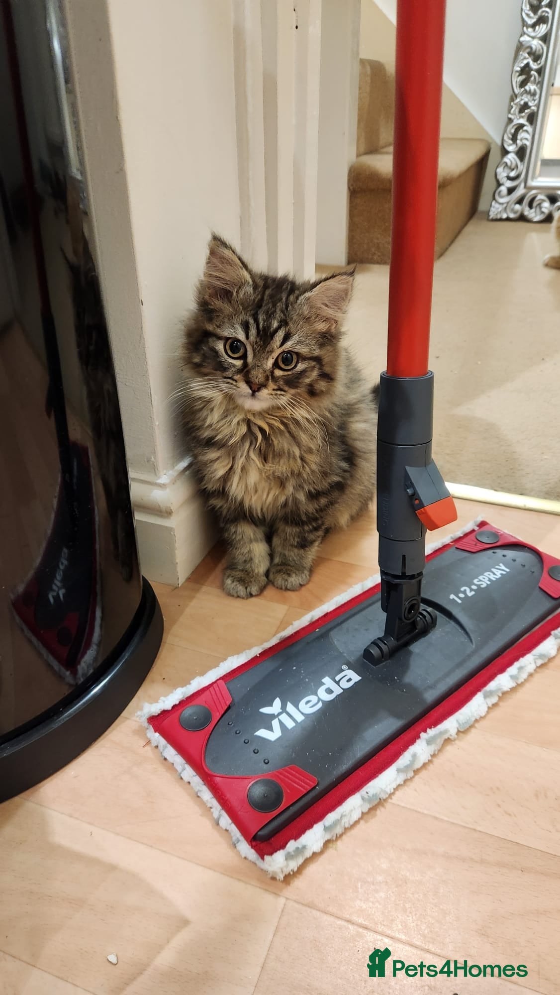 Siberian cats Siberian kittens for sale - Advert 2