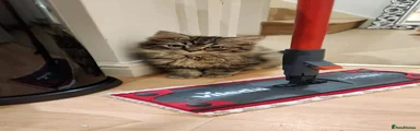 Siberian 5