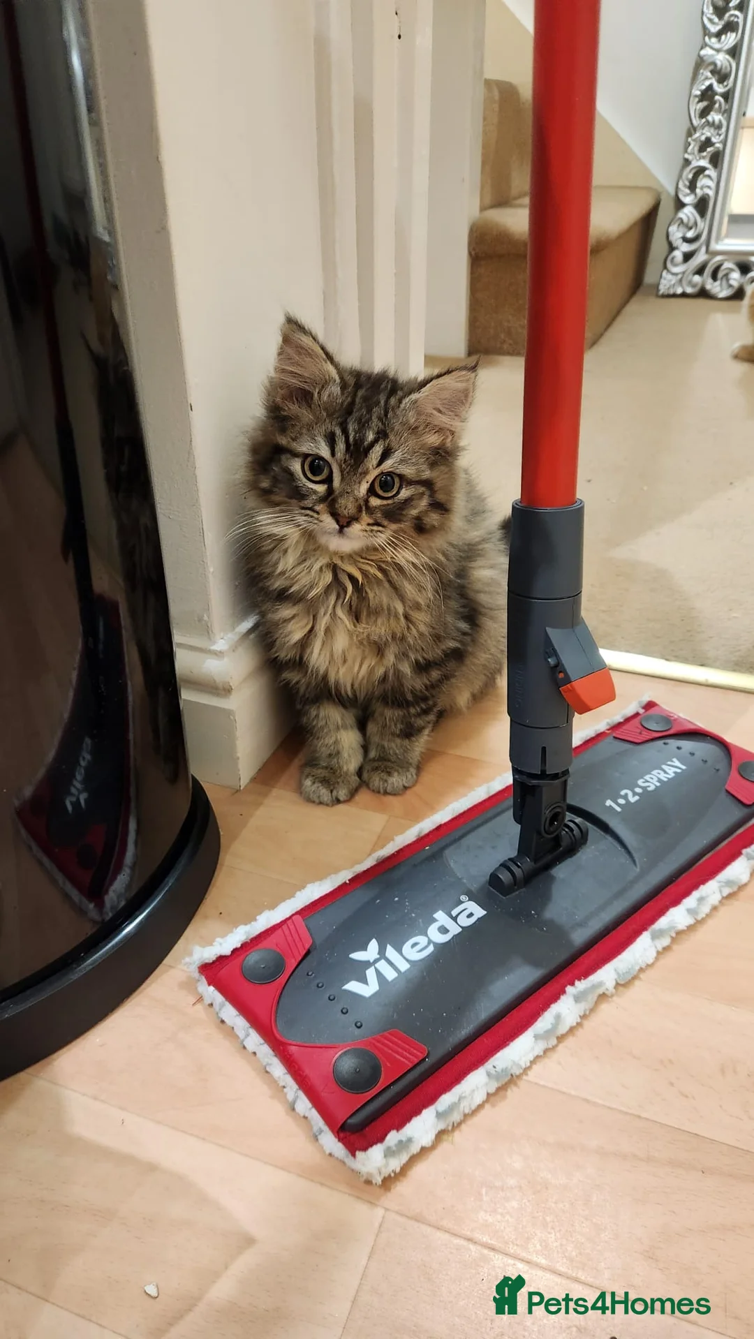 Siberian cats for sale: Siberian kittens for sale in Derby - Advert 2