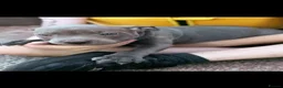 Staffordshire Bull Terrier dogs for sale: Staffordshire bull  - Advert 23