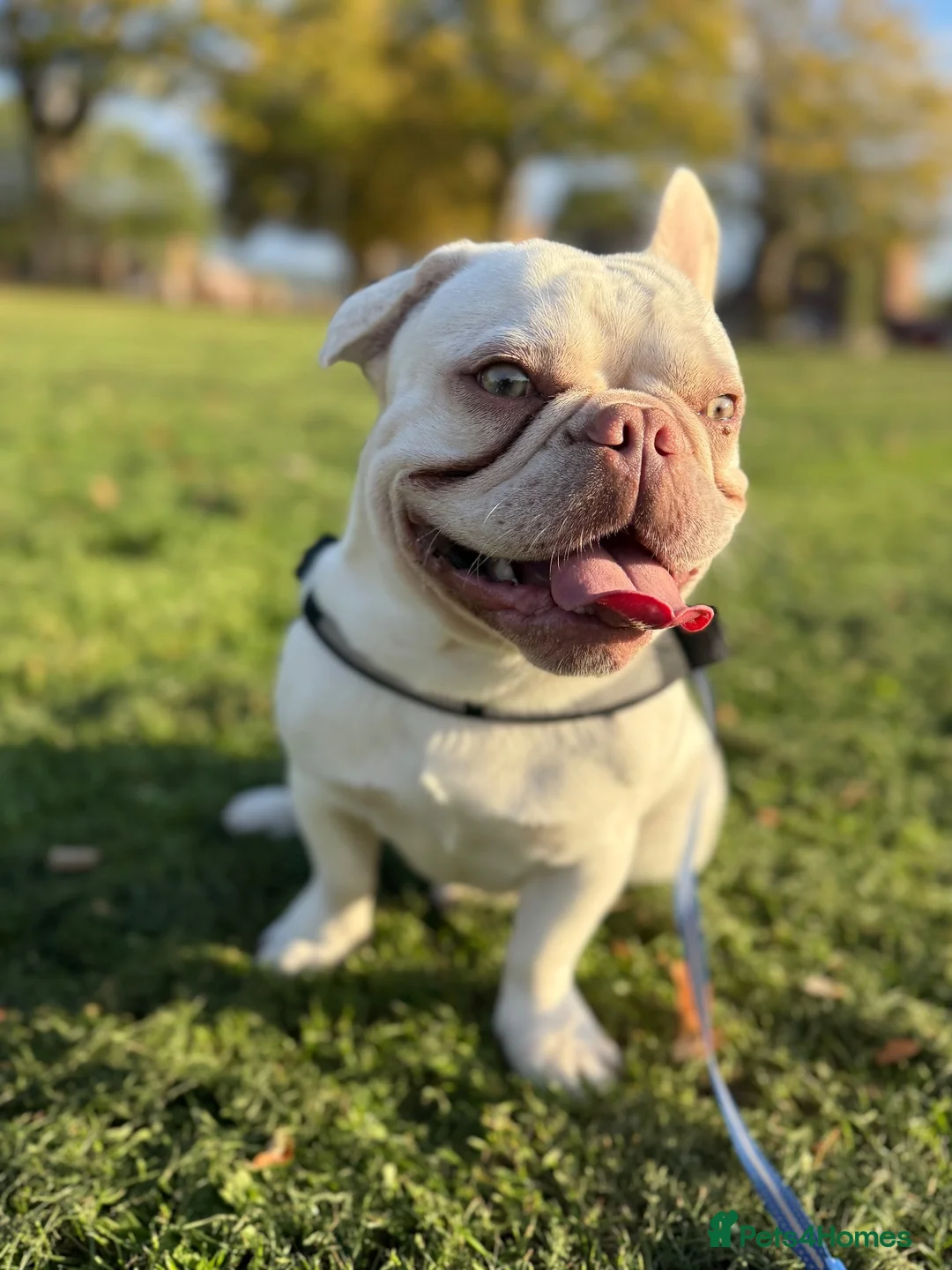 French Bulldog dogs for sale: Bluey in Gloucester - Advert 4