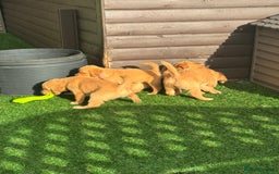 Golden Retriever dogs for sale: Last Stunning Male Pup Health Tested Parents  - Image 24
