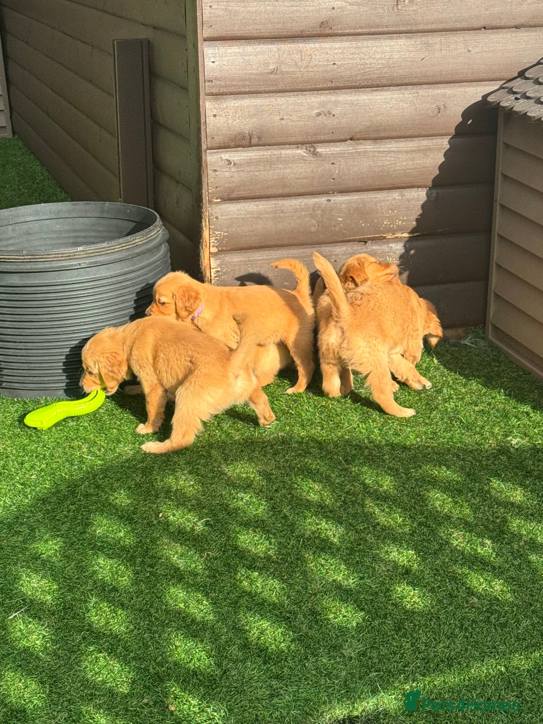 Golden Retriever dogs for sale: Last Stunning Male Pup Health Tested Parents  - Image 24