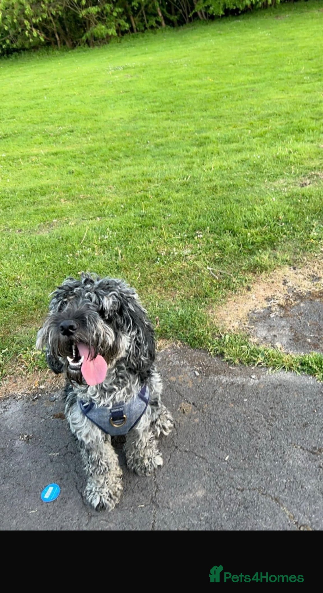 Cockapoo dogs Blue Merle cockapoo - Advert 8