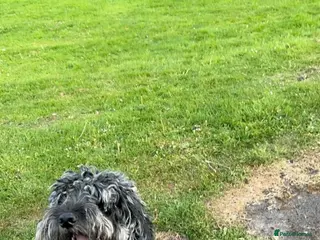 Cockapoo dogs Blue Merle cockapoo - Advert 1