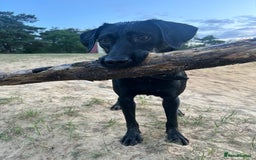Mixed Breed dogs for sale: 1 year old black female black Labrador mix  - Image 18
