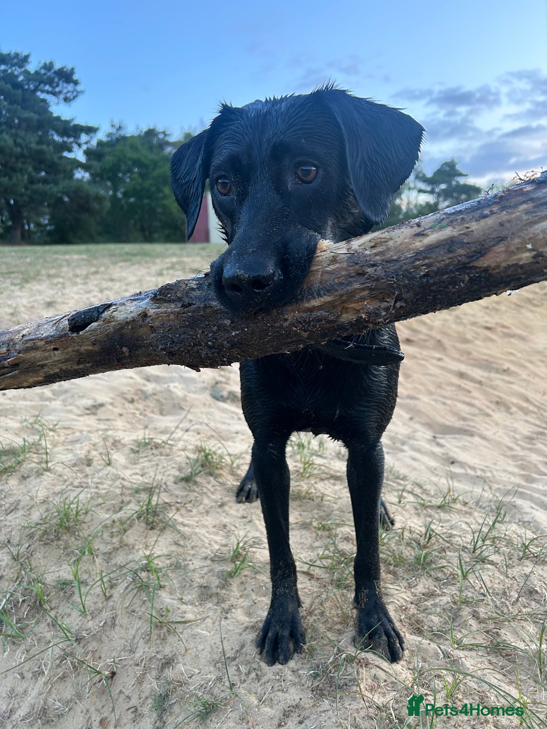 Mixed Breed dogs for sale: 1 year old black female black Labrador mix  - Image 18