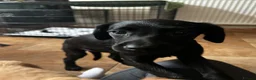Labrador Retriever dogs for sale: Trained Labrador for sale  - Advert 2