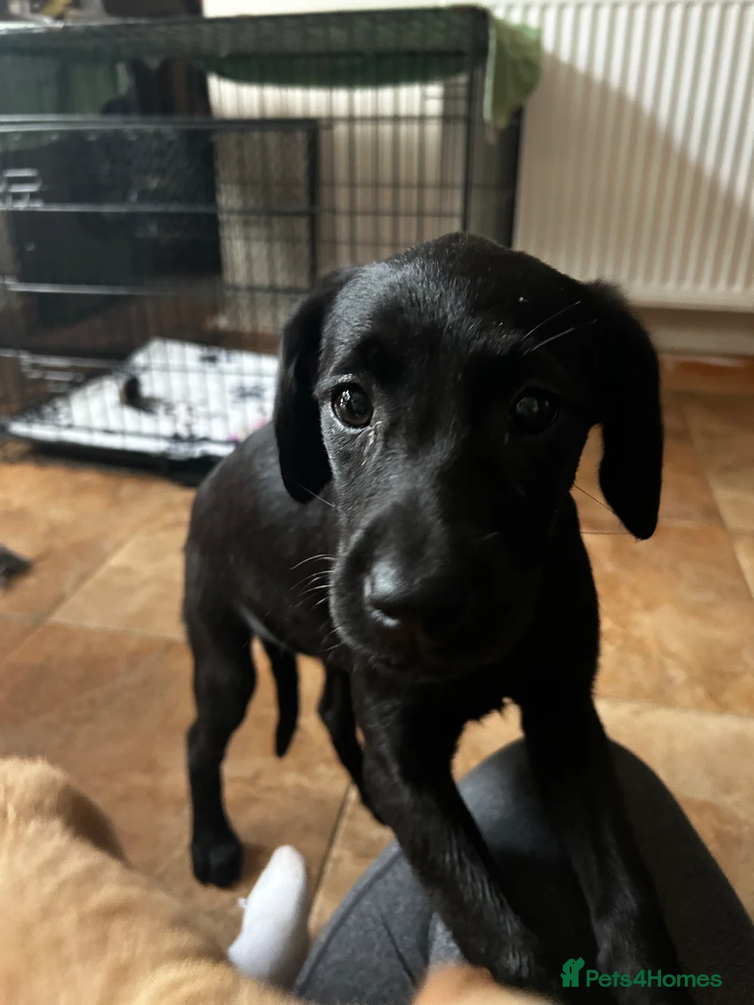 Labrador Retriever dogs for sale: Trained Labrador for sale  - Advert 2