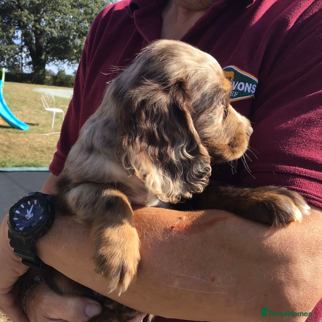 Cocker Spaniel dogs for sale: Whitchurch, Shropshire. Cocker Spaniel Puppies - Image 7